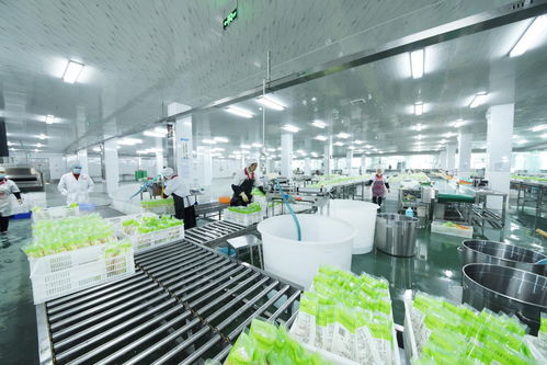 味之霸道竹笋 大健康浪潮下的未来食品新星与义乌设计赋能